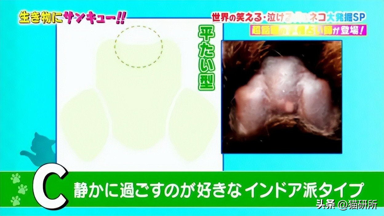 猫咪的肉垫看性格,猫咪肉垫形状代表什么性格