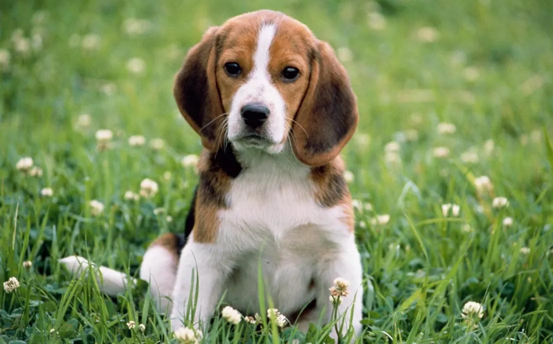 泰迪狗狗的说说,想狗狗的心情说说