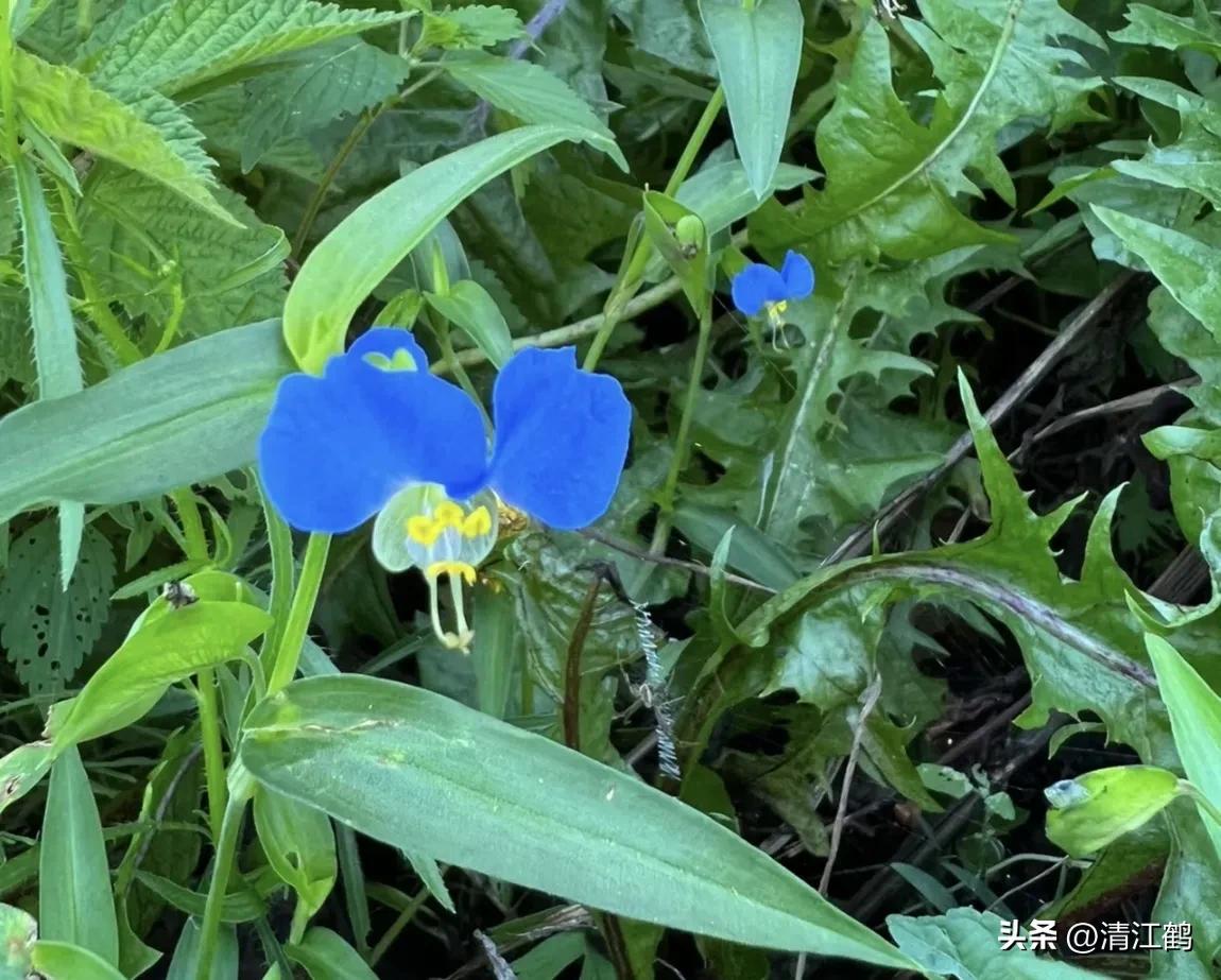 怎样解决除草剂对树的危害,十大恶性杂草除草方案
