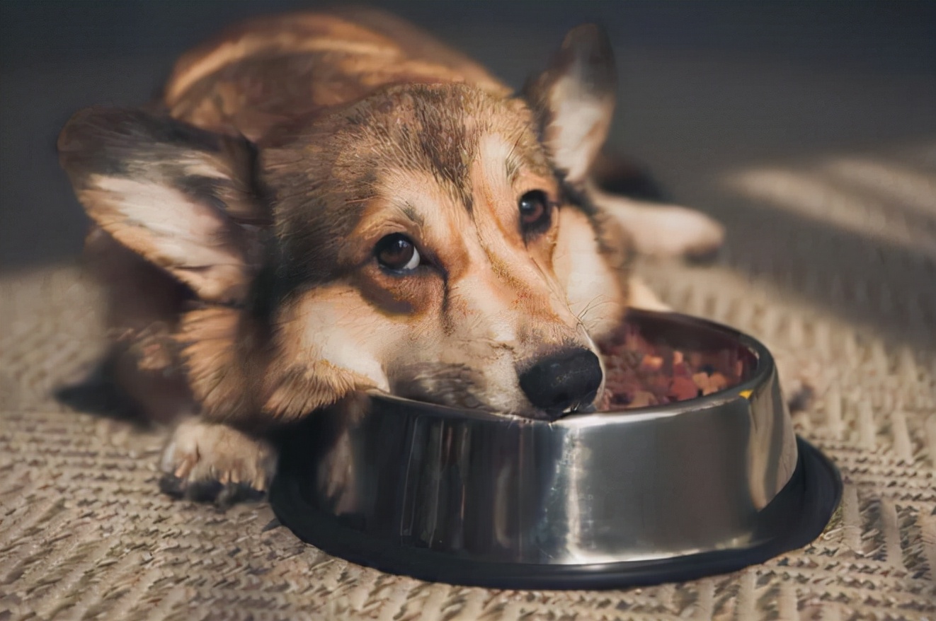 狗狗怎么不吃东西是什么原因,狗狗一般在什么情况下不吃东西