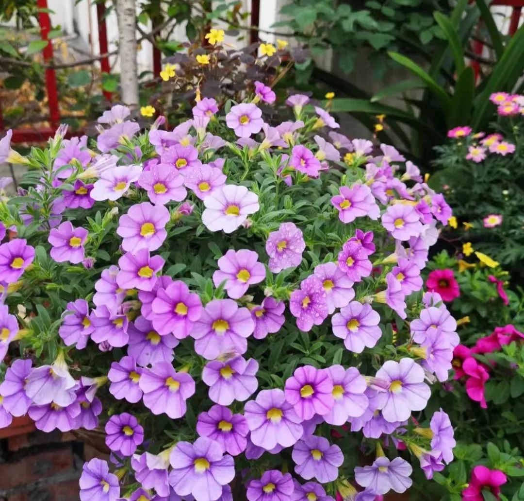 一年四季家庭种花播种时间表,南方一年四季蔬菜播种时间表