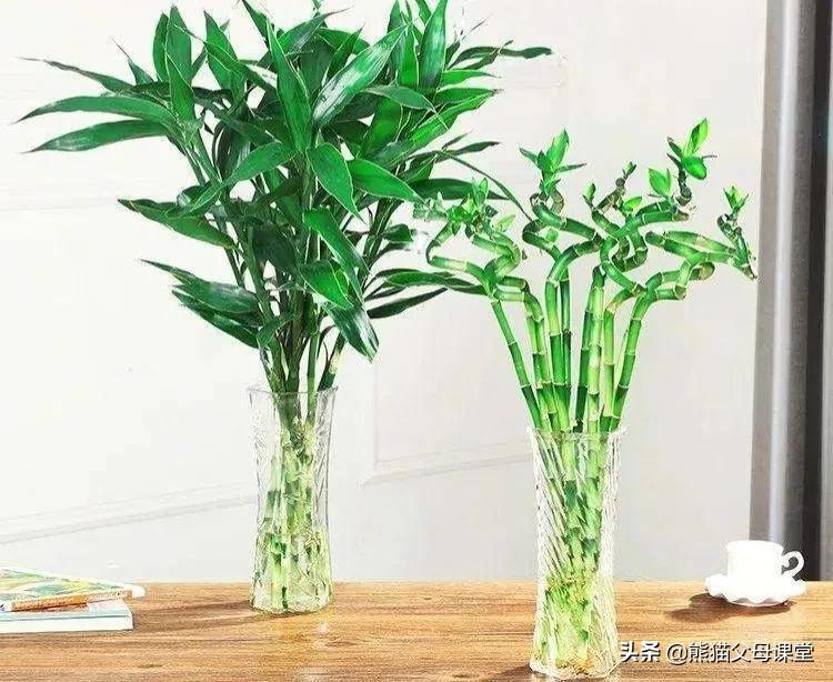 聆听花语盆景直播,聆听花语的声音