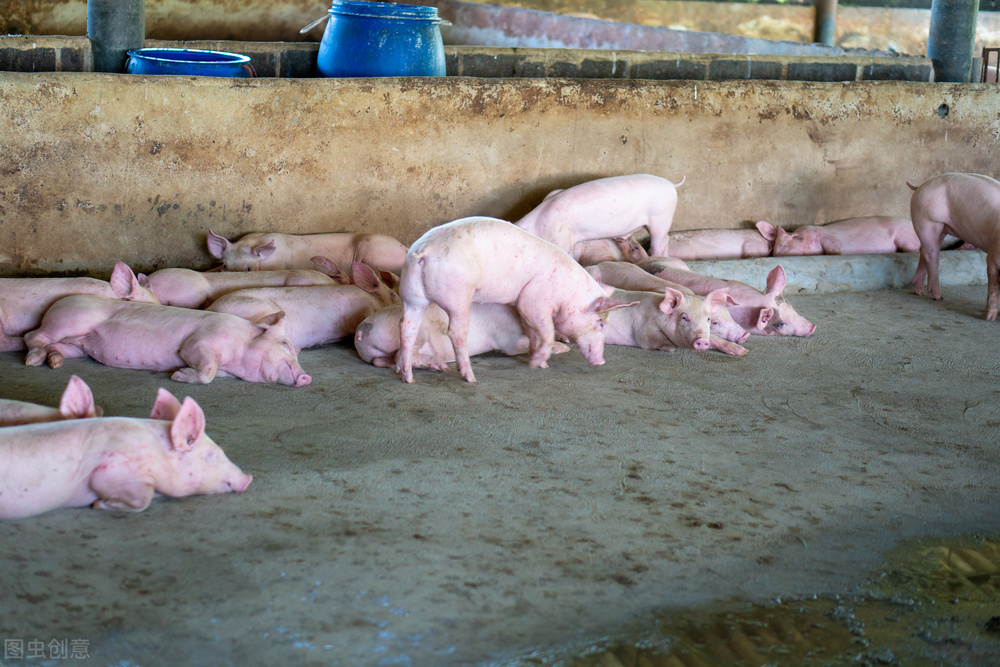 卖仔猪，出标猪，压大肥，2022年四季度哪种养猪模式更赚钱？