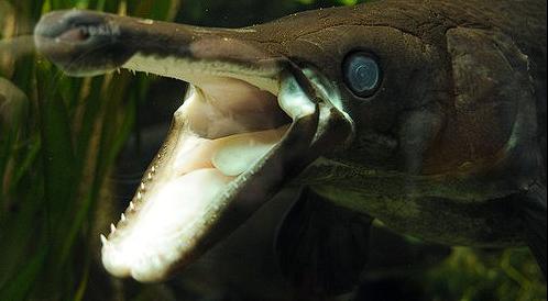 鳄雀鳝为什么不吃亚洲鲤鱼,鳄雀鳝治理亚洲鲤鱼