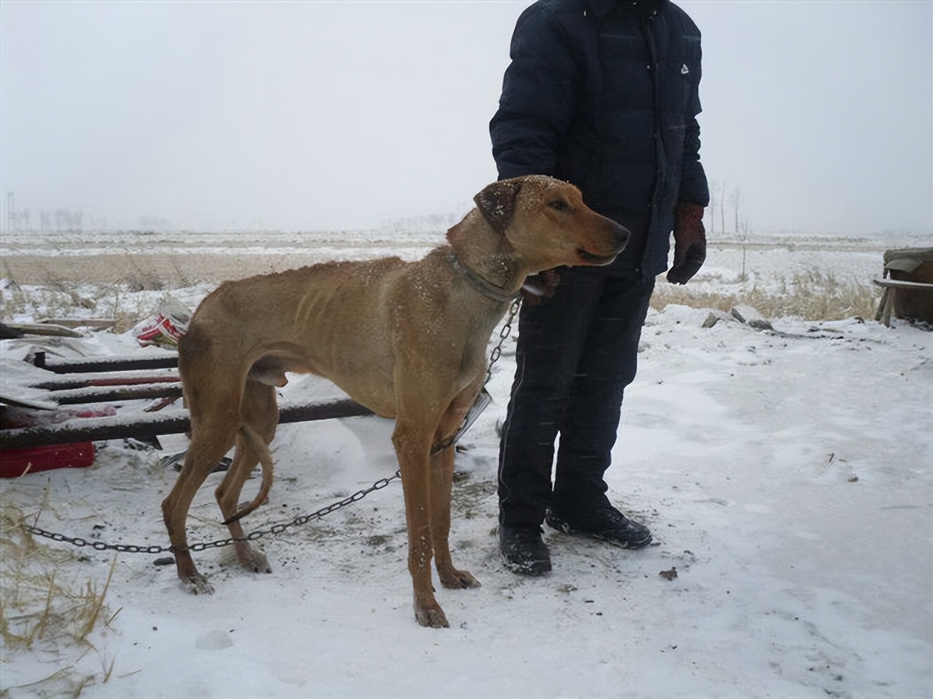 30种常见犬图片,40种常见名犬图片