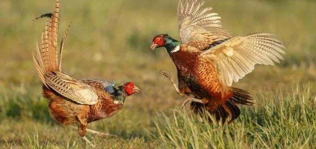 閲庨浮閲庡厰鎴愮伨瑙嗛,鏈変簺鍦版柟閲庨浮閲庡厰楦熺被绁稿搴勭