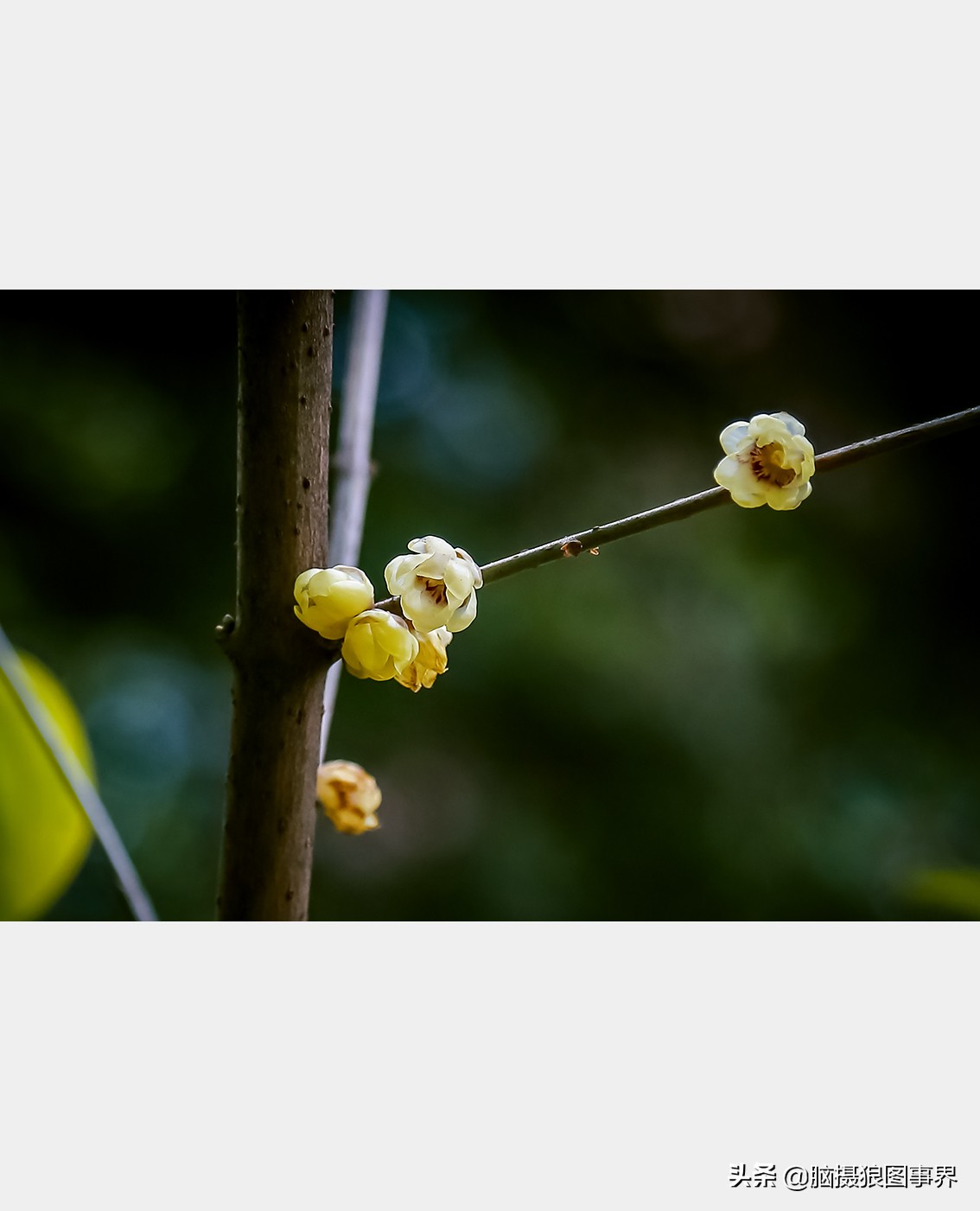 腊梅花特写怎么拍照好看,拍一枝腊梅花怎么拍出高级感