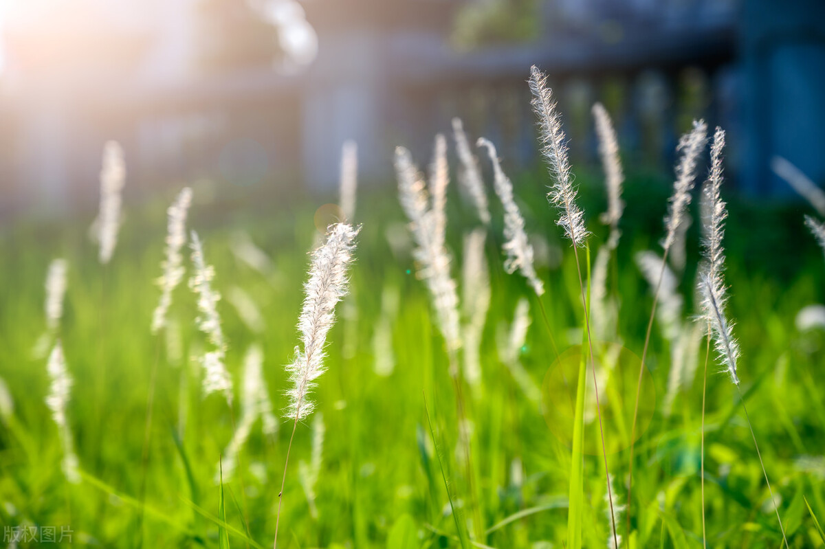 适合暗恋表白送的花,象征暗恋的花有哪些