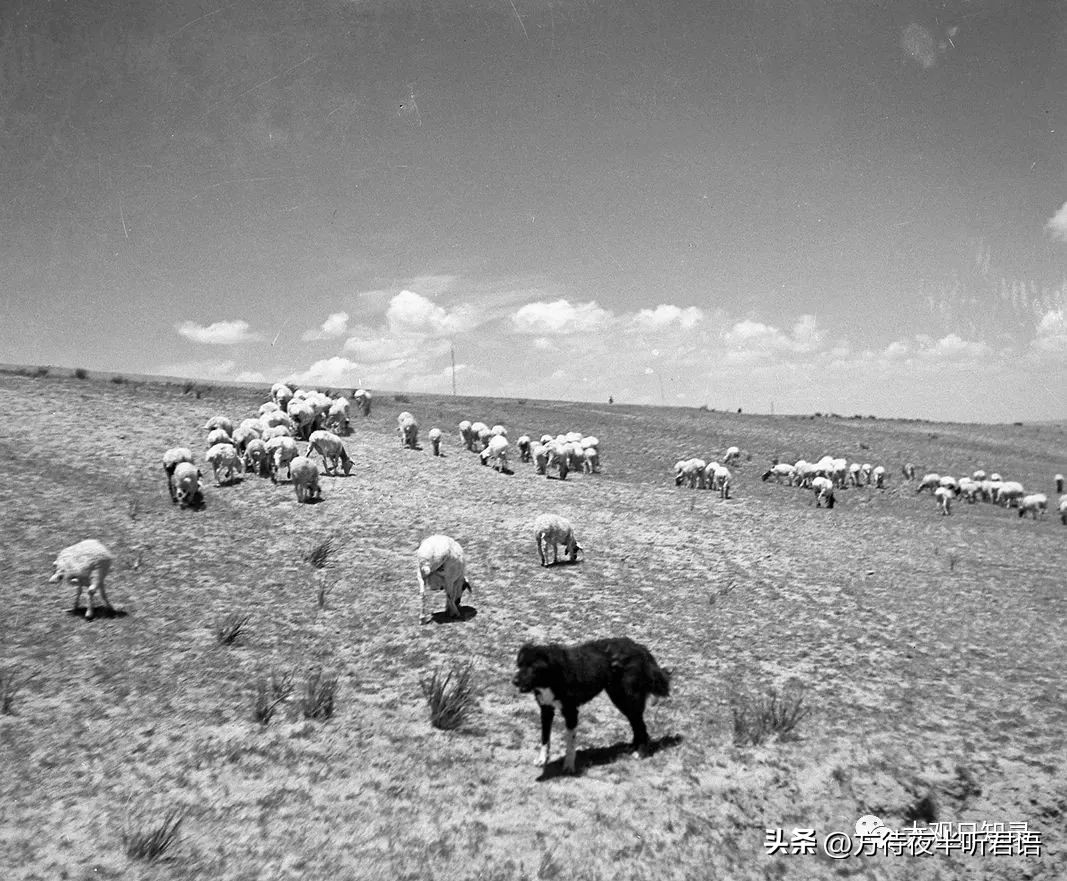 万里追踪纪录片完整版,1937年万里猎影记