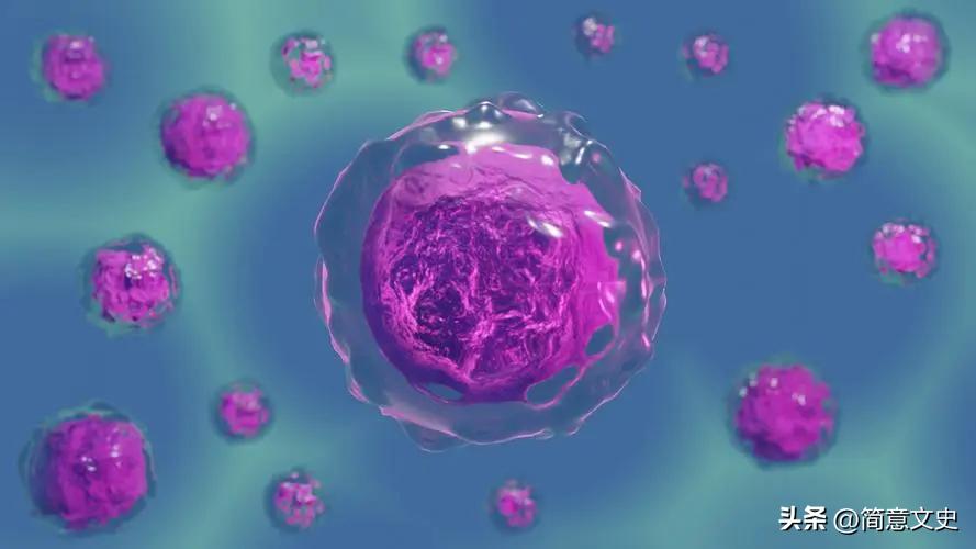 转基因兔子怎么生产,转基因克隆与胚胎发育的表现