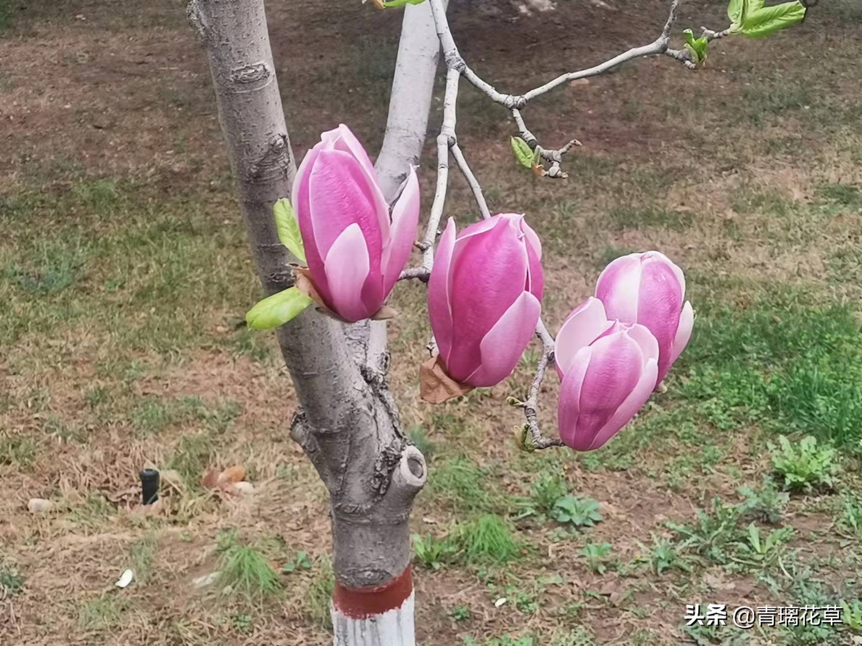 如果有了自己的院子你会种什么,如果有个院子会种什么果树