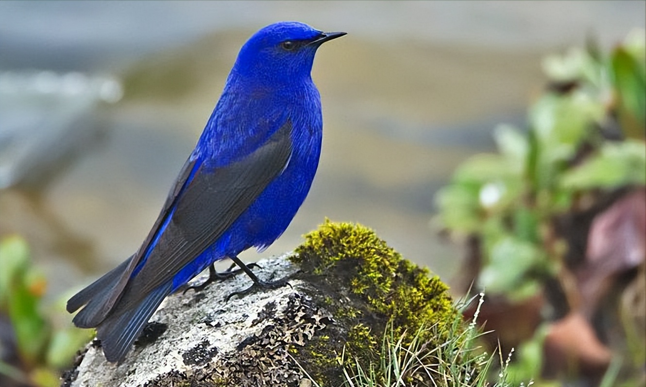 50张最佳鸟类摄影作品,鸟儿大全大图