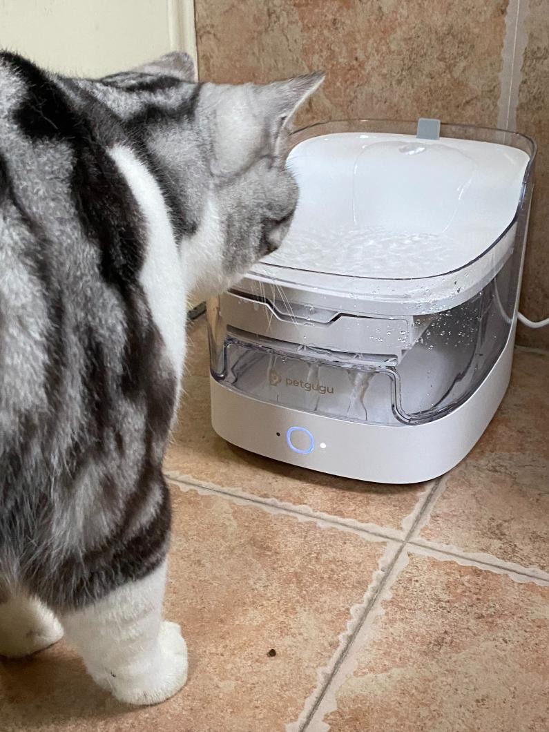 猫咪喝水自动饮水机值得买吗,猫咪不会用饮水机推荐什么