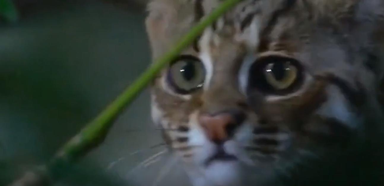 20年广东老太捡到一只“野猫”,越养越不对劲,专家看后立即报案