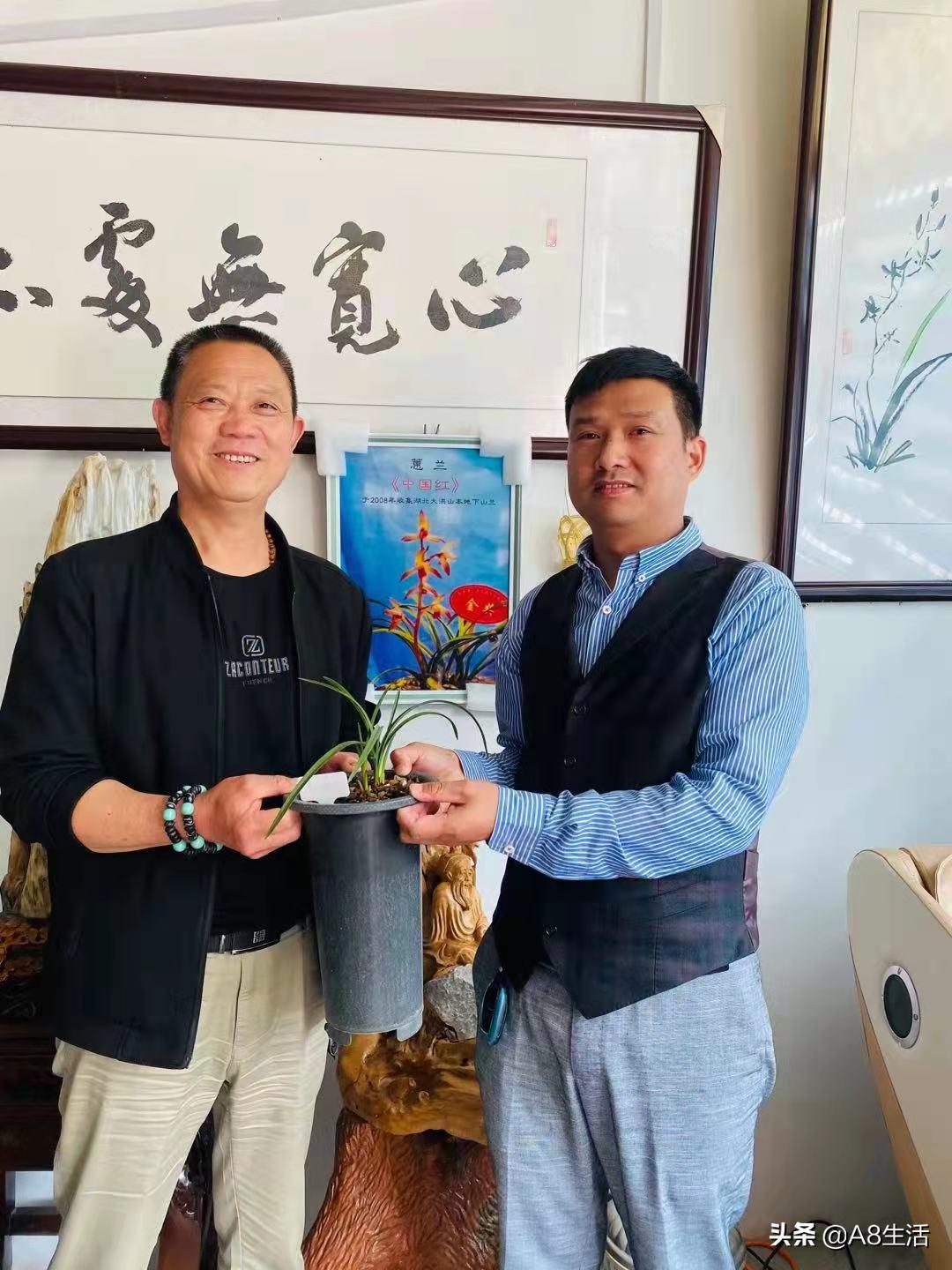 带你认识中华兰花纹瓣兰,顶级纹瓣兰图片