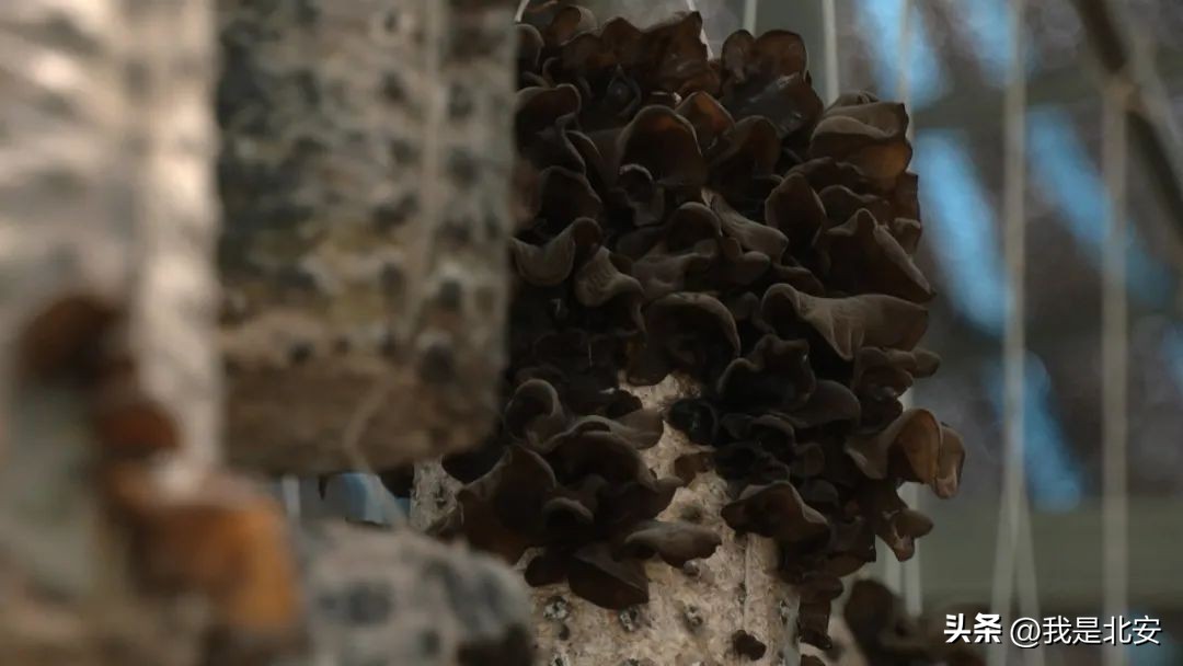 乡村振兴菌菇产业图文,扶贫菇铺就脱贫致富路