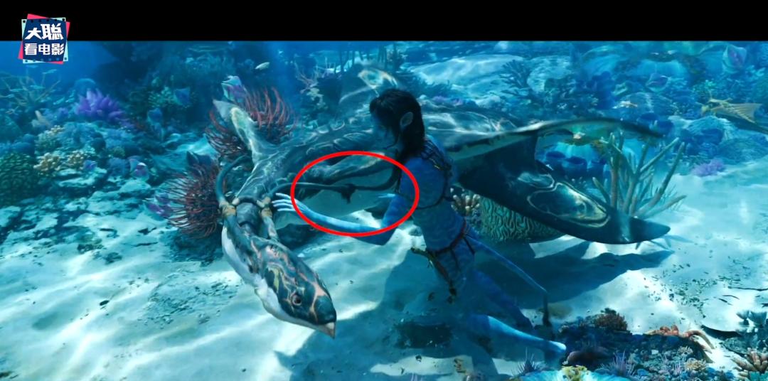 阿凡达2结局大儿子死了,阿凡达2战斗场面