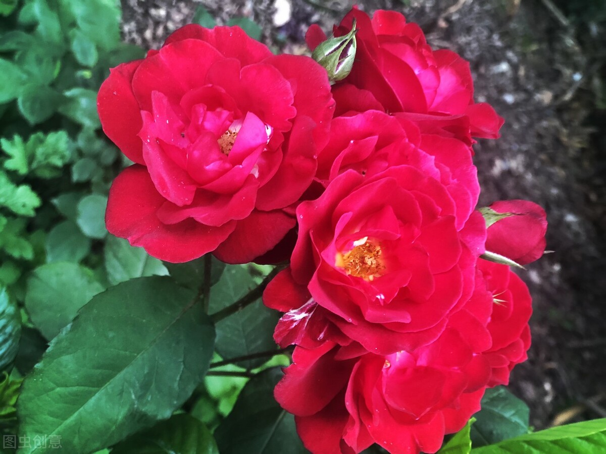 一花一世界一叶一花一菩提,春天来了一花一世界一叶一菩提