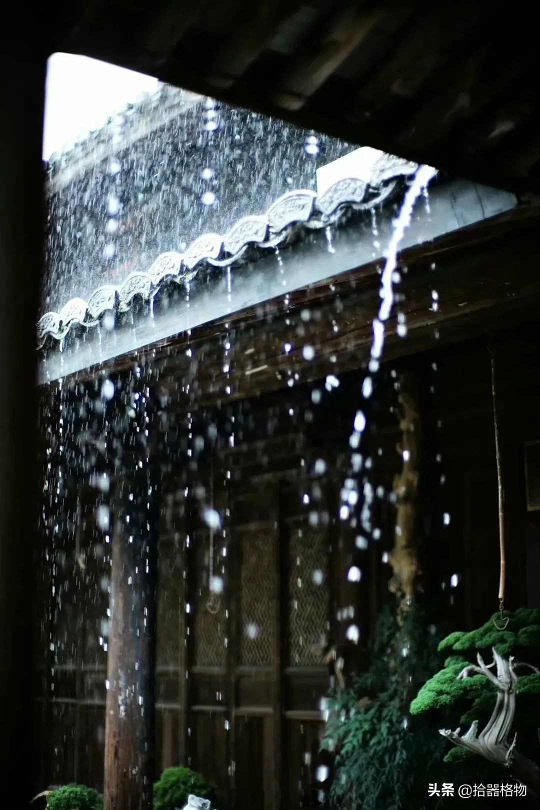 闲情雅致盆景造型,闲情逸致栽花种草