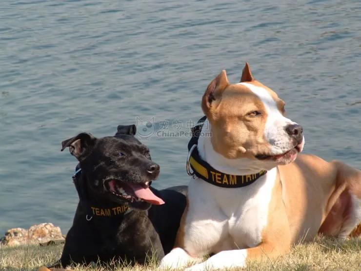 雪纳瑞小型犬最聪明的排行榜,边境牧羊犬柯基雪纳瑞