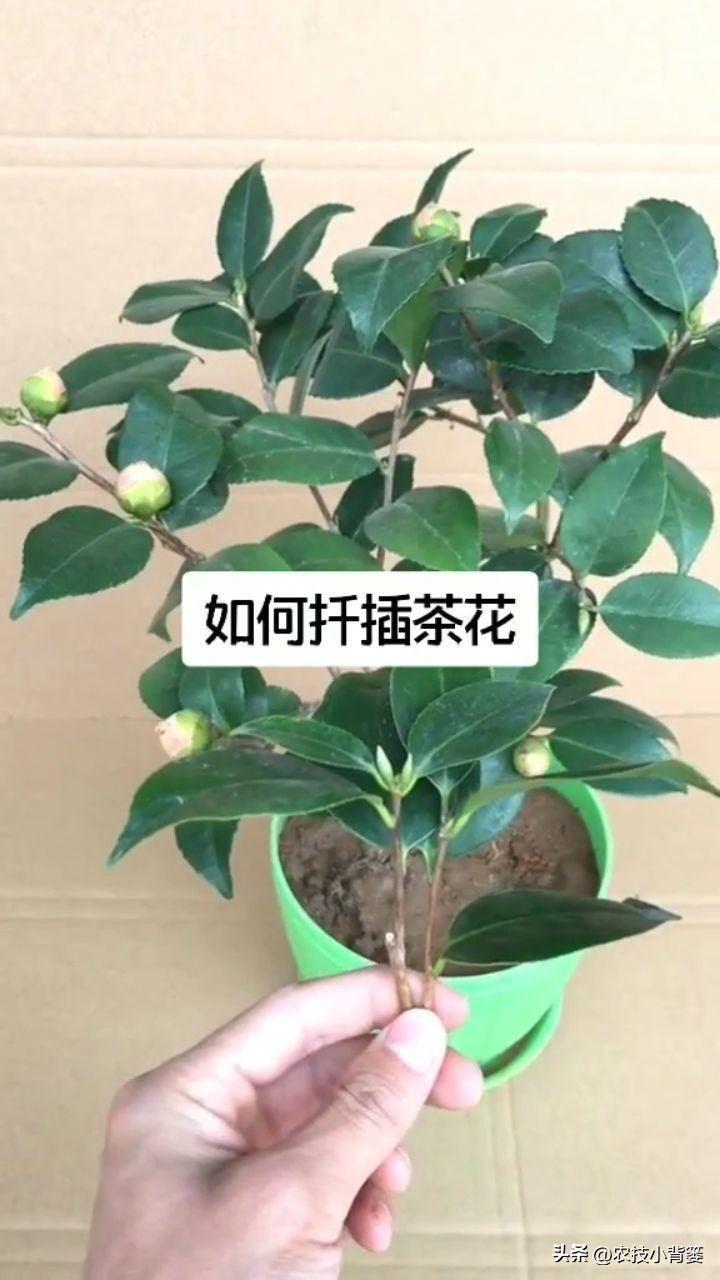 茶花扦插用什么方法成活率高,夏季扦插茶花枝条必须马上扦插吗