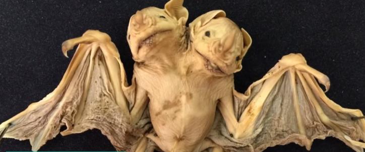 10种怪异的两个头动物,10种变异双头动物