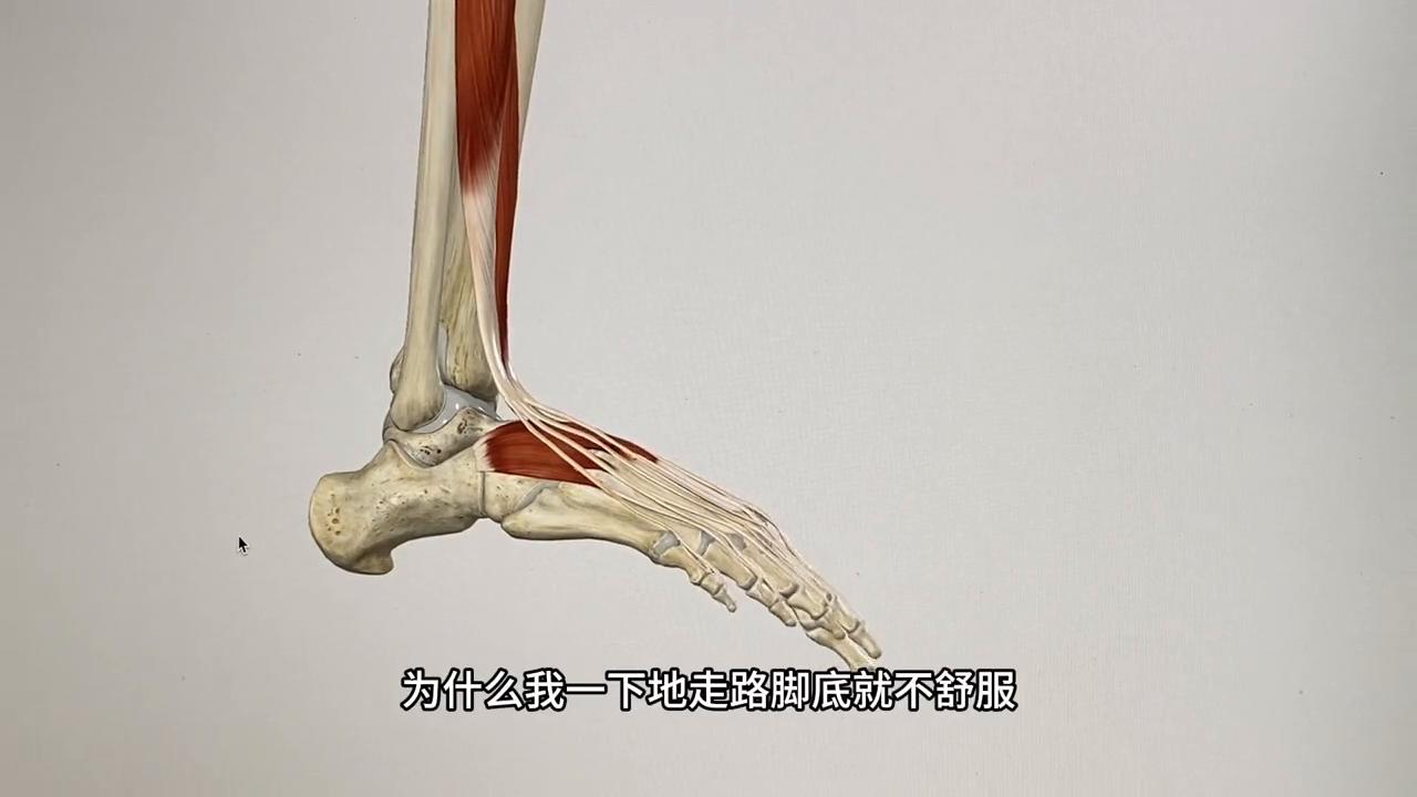 脚踝扭伤无结构损伤需要休息多久,脚踝扭伤恢复后很容易再次受伤