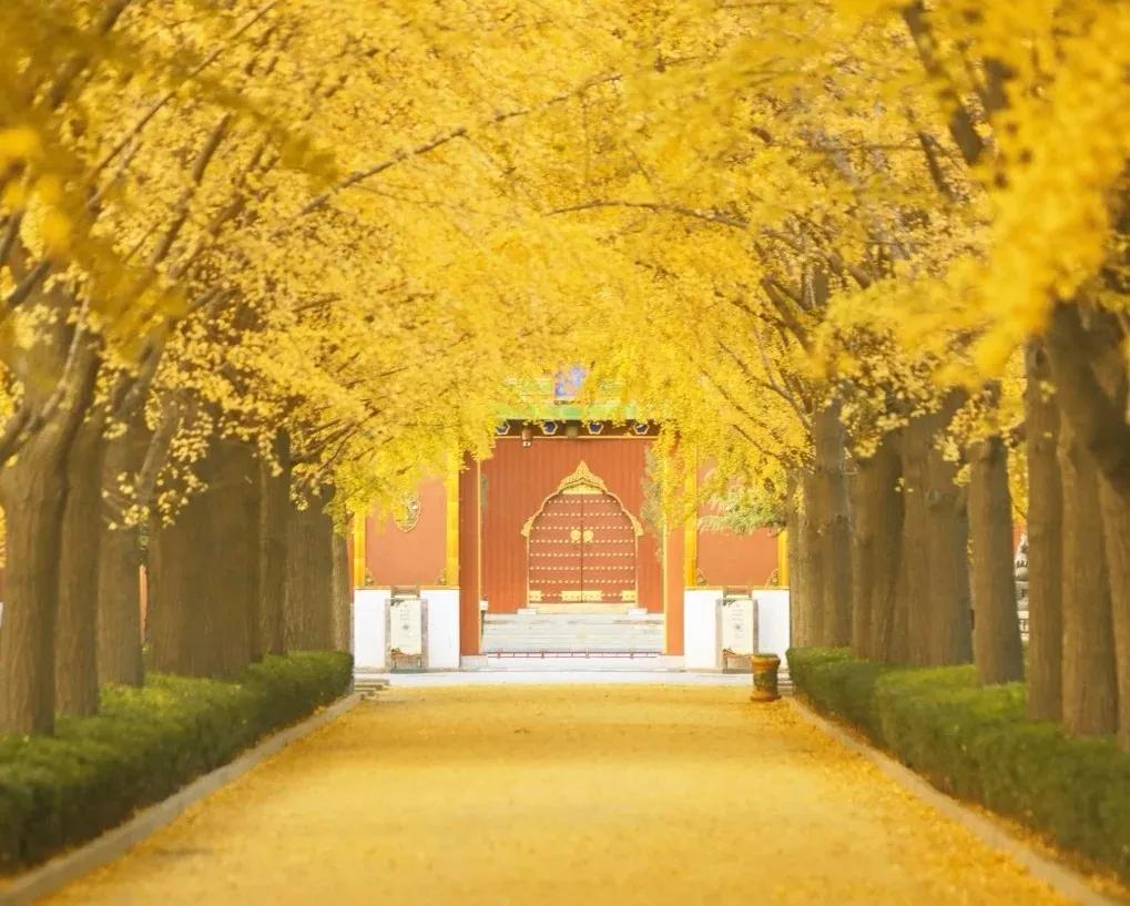 北京必去的30个赏秋地点,赏秋京城内外高颜值秋景大盘点