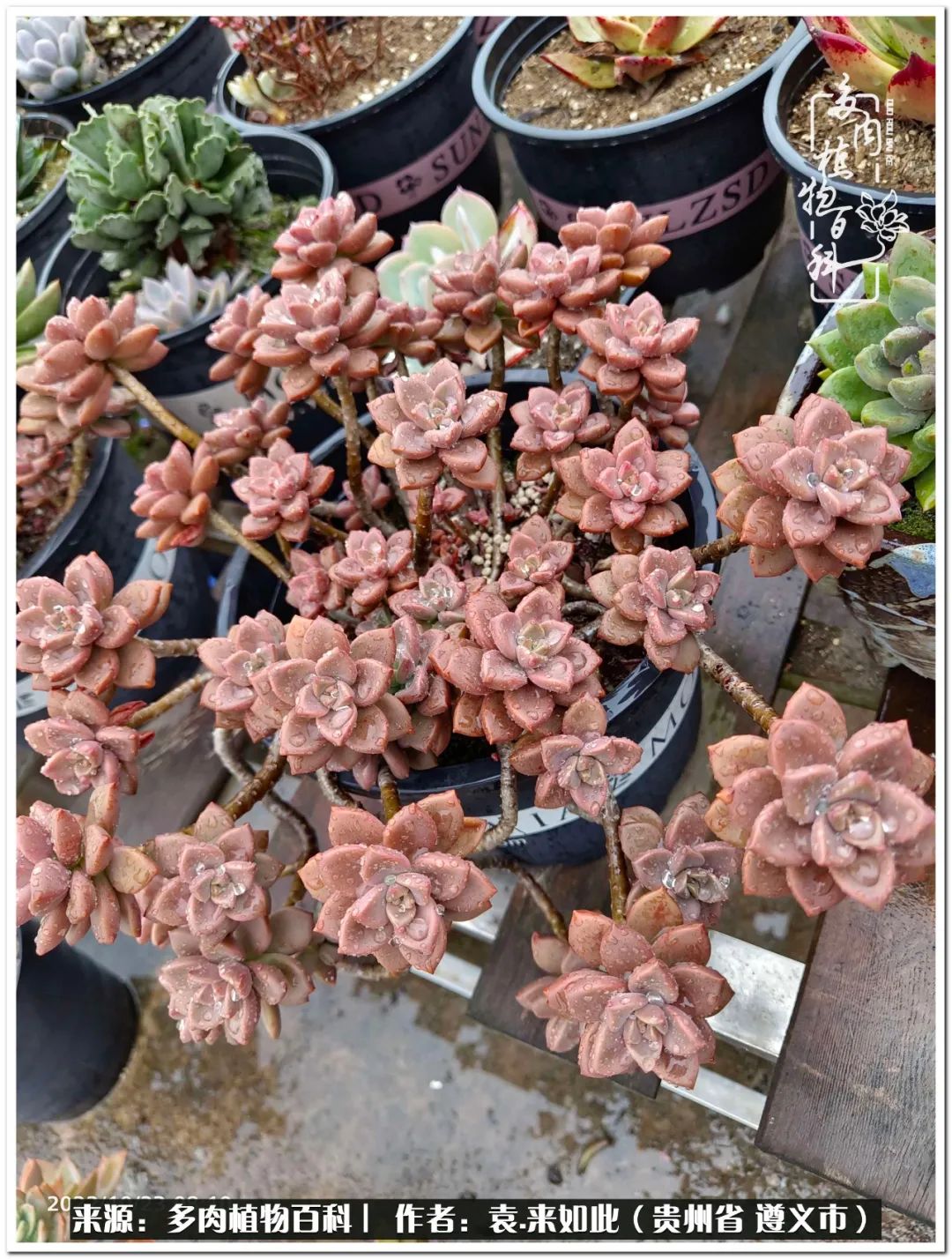 多肉和鲜花并存更养眼,最养眼的多肉品种