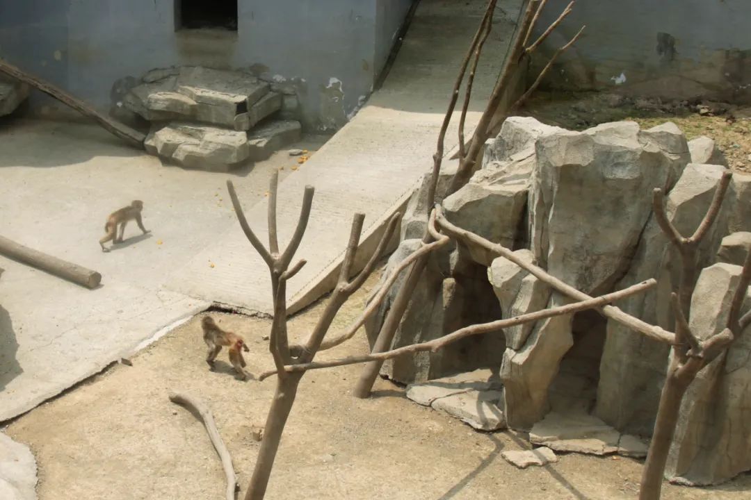 邢台动物园变大了没,淮安动物园开发时间