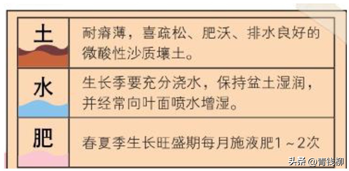 观叶兰一叶兰,观叶盆栽植物大全