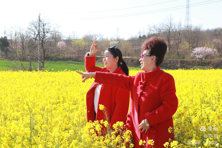 渑池孟村：油菜花儿香，蜜蜂采蜜忙