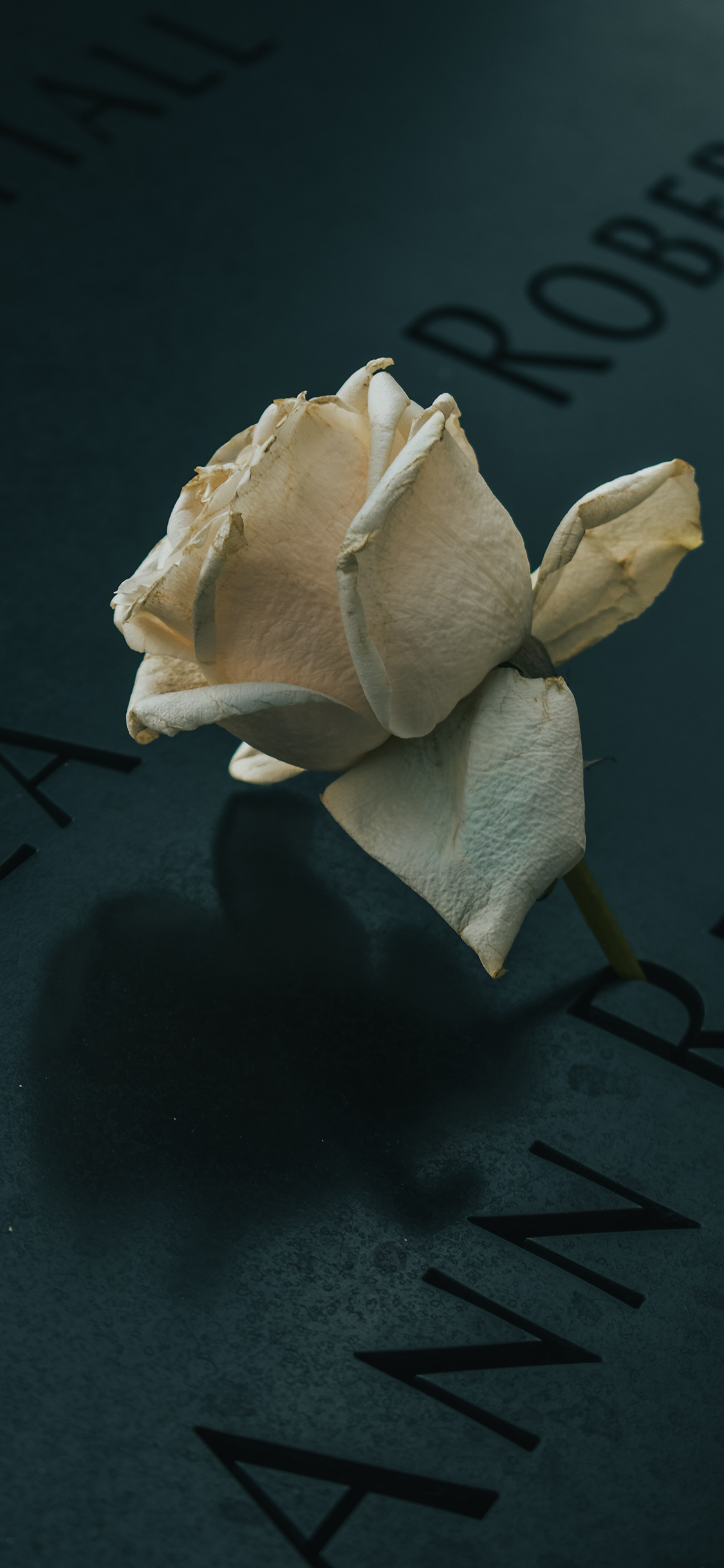 2023年手机壁纸,2023年最新款超清手机壁纸