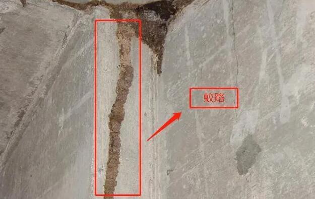 白蚁危害等级评价标准,白蚁的危害及防治方法