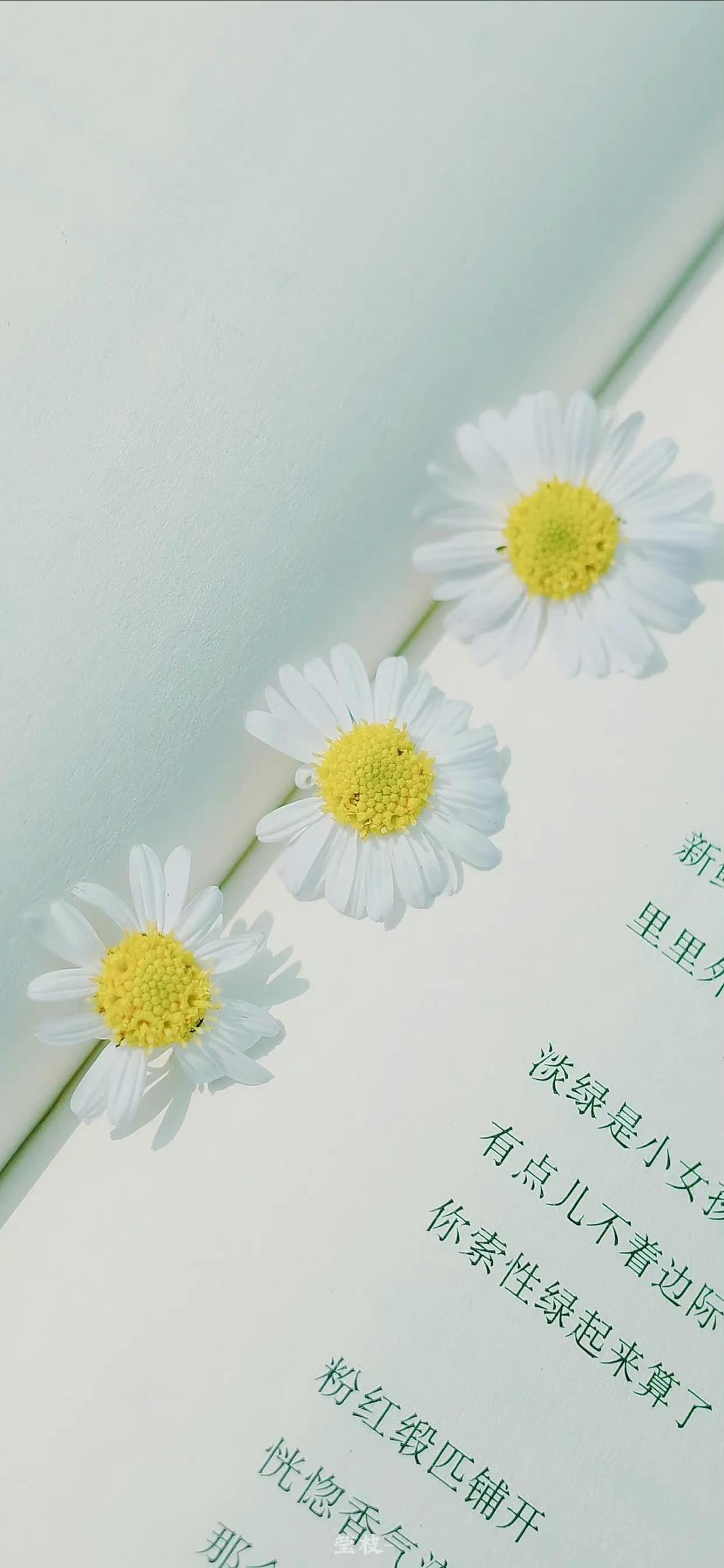 夏季清新凉快的壁纸高清,夏天一看就很凉爽的壁纸