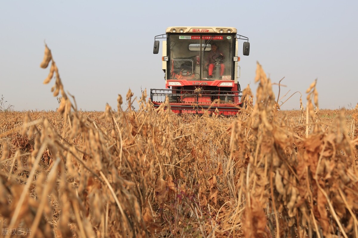 今天最新大豆价格涨了还是跌了,大豆行情今日大豆最新价格