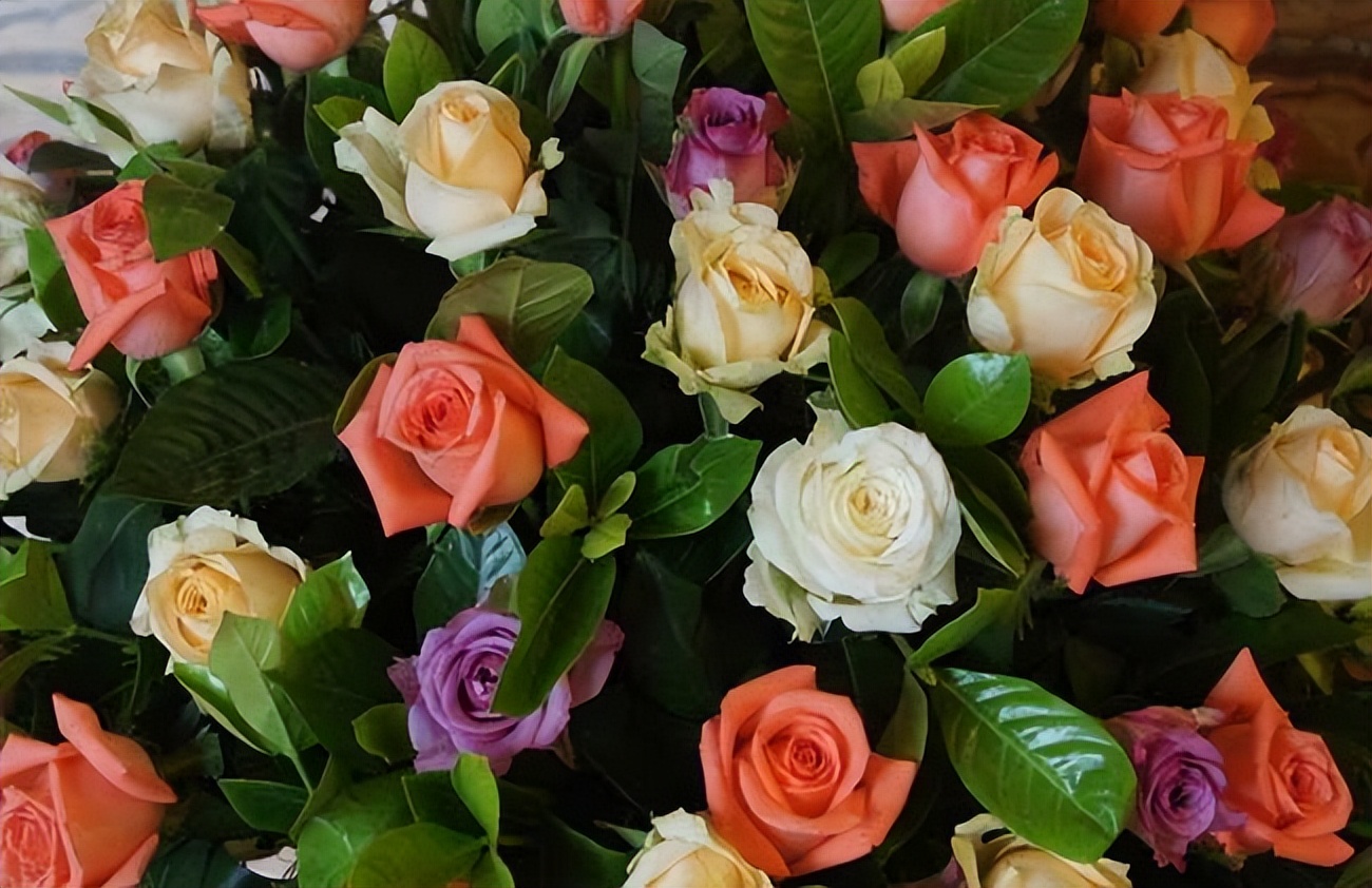 不同朵数玫瑰花对应的花语,各种玫瑰花的爱情花语