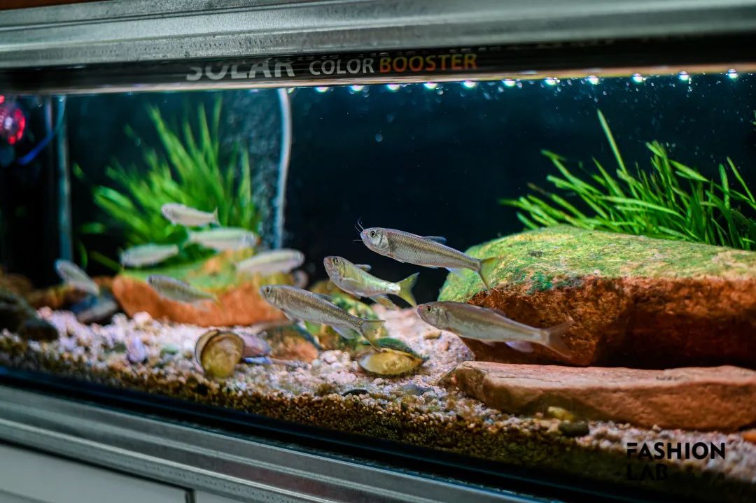 新手学钓鱼应该用什么鱼饵,想学钓鱼如何入门