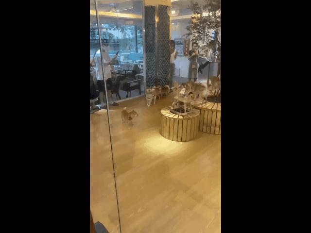 遛机械狗兼职,遛机械狗