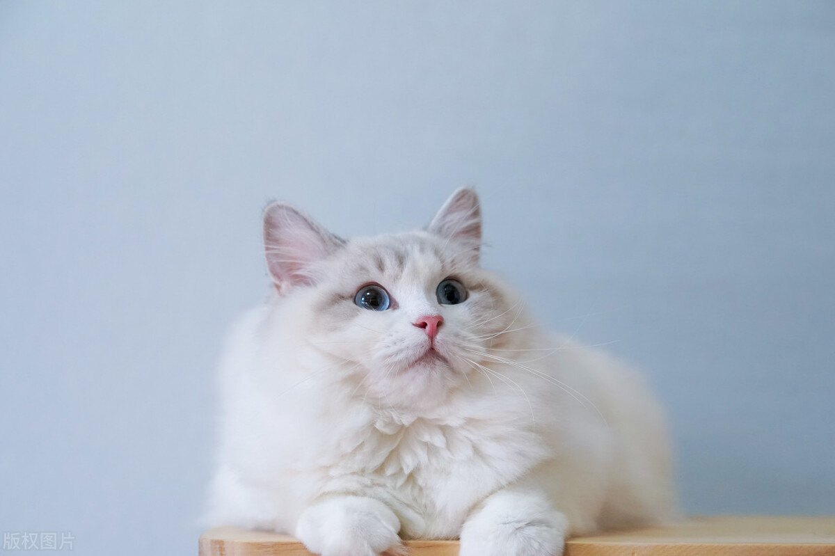 暹罗猫和布偶猫怎么区分,暹罗猫跟布偶猫有什么区别