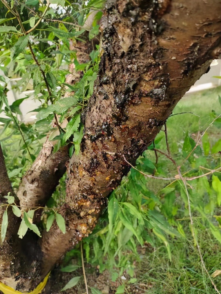 桃树得流胶穿孔病怎样治疗,桃树果子流胶用什么药