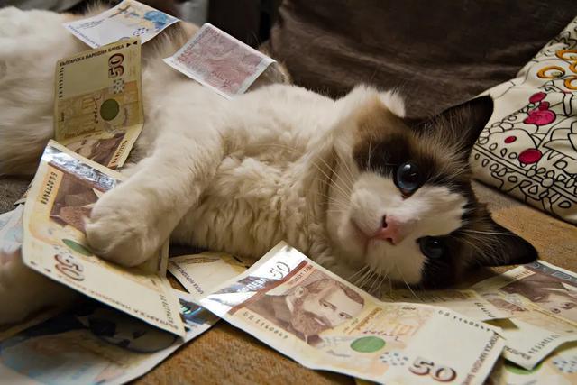 一般人真的不要随便养猫，这些危害，不是谁都能接受