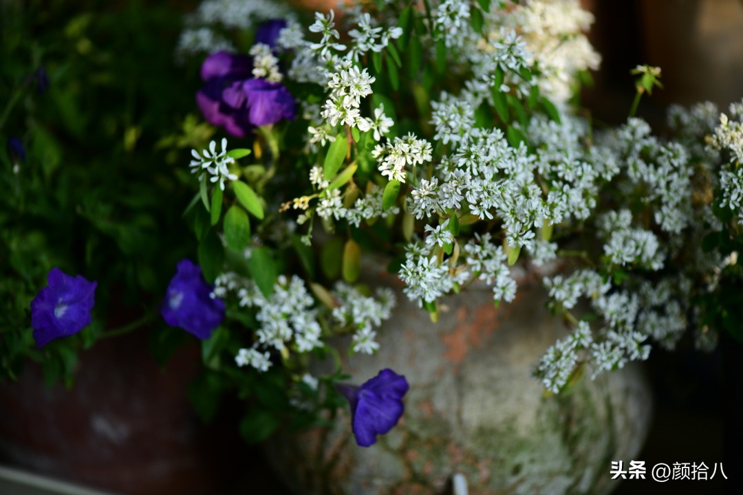 天冷怎么注意植物冻死,植物怕冷怎么过冬