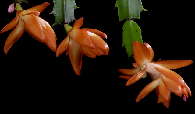 花园里的花种类,花种类大全百科全书