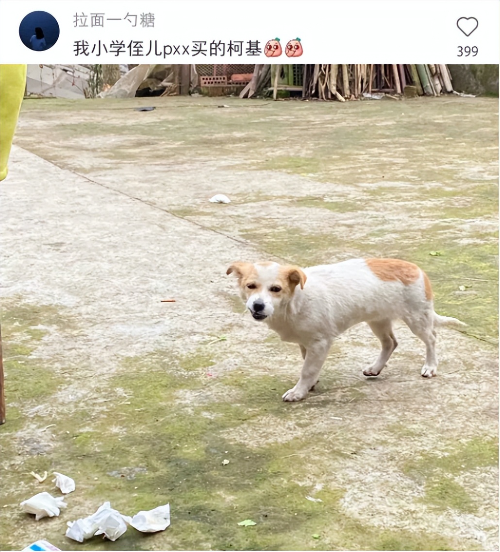 气死！拼夕夕150元买德牧，到手一看，山东德州牧鸡犬？？