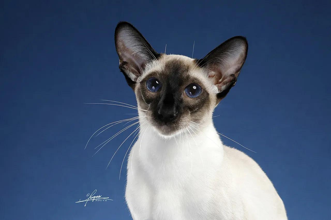 去宠物店如何挑选一个健康的猫咪,去宠物店买猫咪该怎么挑选