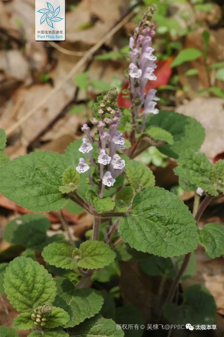 ​韩信草，当年韩信打仗带的草，能活血止痛，止血消肿
