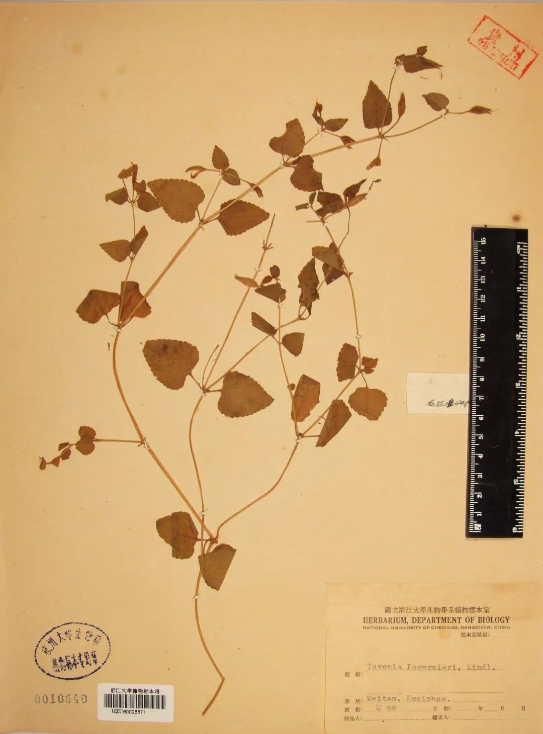 浙大博物馆十大镇馆之宝,浙大考古与艺术博物馆