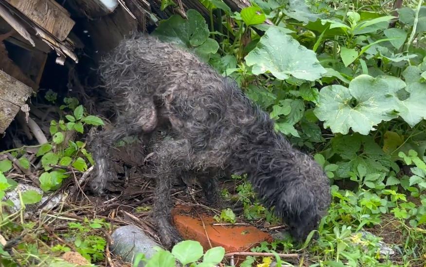 浑身湿淋淋的狗,浑身发臭的狗