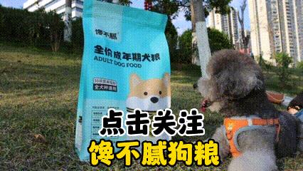 为什么德牧不适合家养,为什么德牧犬不看家护院